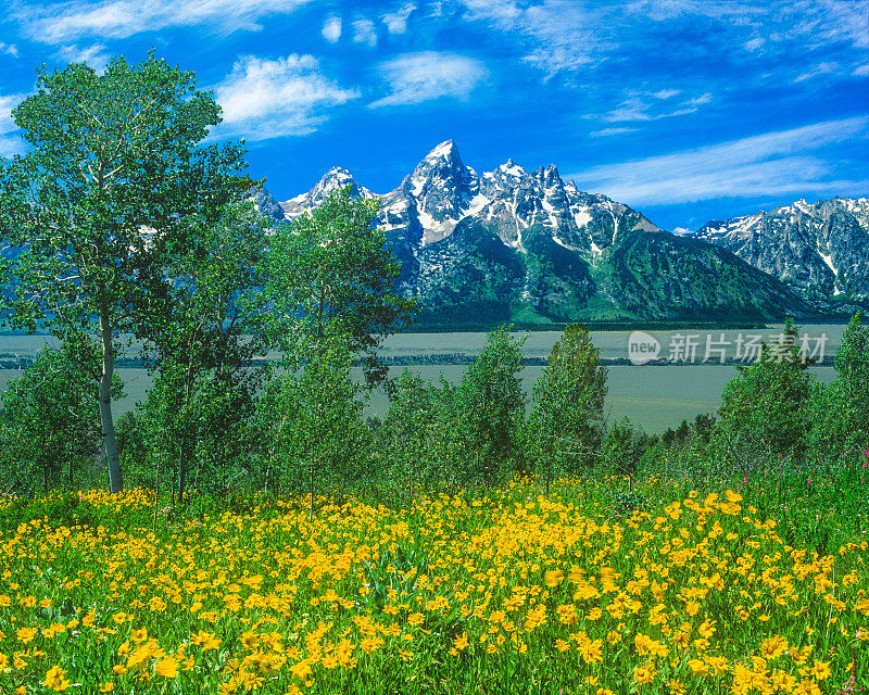 大提顿国家公园(Grand Teton National Park)的春天野花